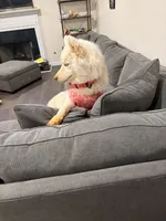 Sasha, a female Siberian Husky for sale in Covington, GA – Photo 2 of 3