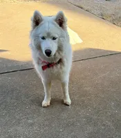 Sasha, a female Siberian Husky for sale in Covington, GA – Photo 1 of 3