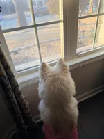 Sasha, a female Siberian Husky for sale in Covington, GA – Photo 3 of 3