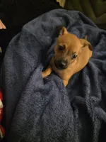 Doesn't have name, a male Chihuahua for sale in Del Valle, TX – 5 of 5