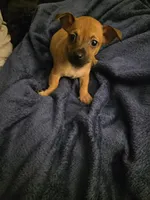 Doesn't have name, a male Chihuahua for sale in Del Valle, TX – 4 of 5