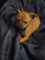 Doesn't have name, a male Chihuahua for sale in Del Valle, TX – 3 of 5