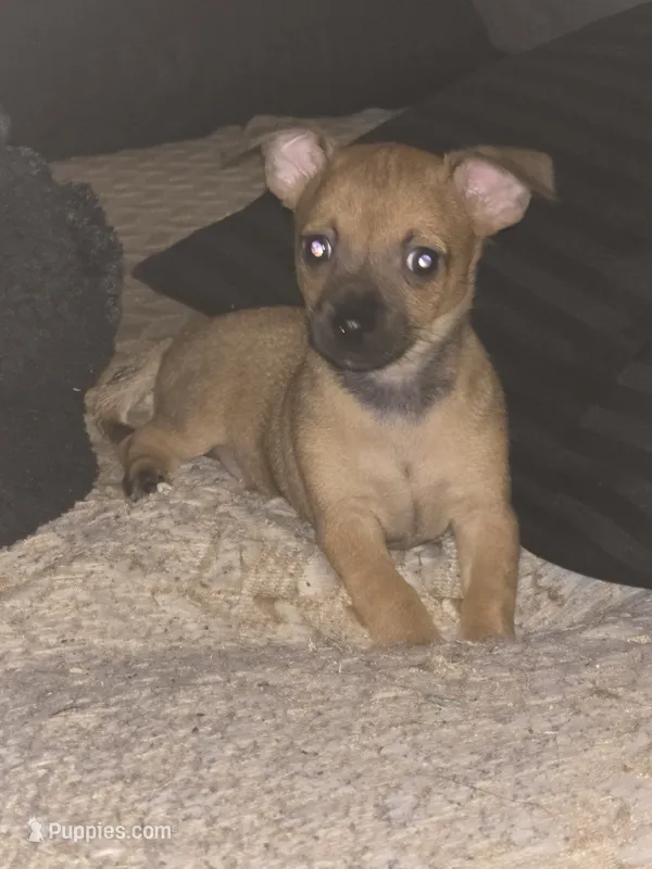 Doesn't have name – Chihuahua puppy for sale in Del Valle, TX