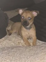 Doesn't have name, a male Chihuahua for sale in Del Valle, TX – 1 of 5