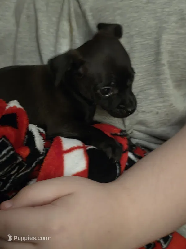 Doesn't have name – Chihuahua puppy for sale in Del Valle, TX