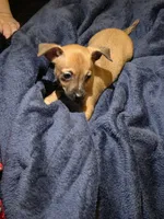 Doesn't have name, a male Chihuahua for sale in Del Valle, TX – 2 of 5