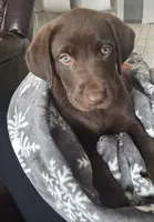 Nutella, a female Labrador Retriever for sale in Clermont, FL – Photo 1 of 3