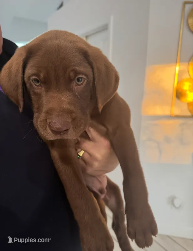 Chocolate lab