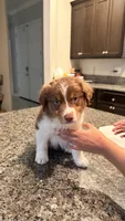 coco , a female Australian Shepherd for sale in Los Banos, CA – 2 of 3