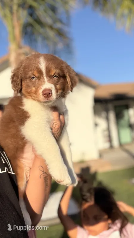 coco  – Australian Shepherd puppy for sale in Los Banos, CA