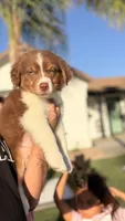 coco , a female Australian Shepherd for sale in Los Banos, CA – 1 of 3