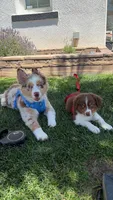 coco , a female Australian Shepherd for sale in Los Banos, CA – 3 of 3