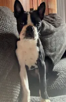 Turbo , a male Boston Terrier for sale in Tomah, WI – Photo 2 of 2
