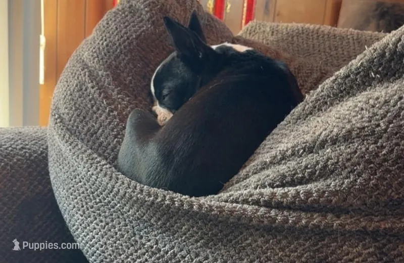 Turbo  – Boston Terrier puppy for sale in Tomah, WI