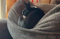 Turbo , a male Boston Terrier for sale in Tomah, WI – Photo 1 of 2