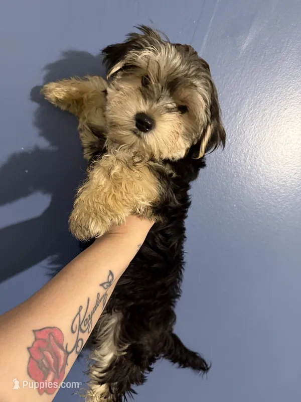 Pheonix – Yorkshire Terrier puppy for sale in Buffalo, NY