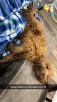 Daisy , a female Cavapoo for sale in Buffalo, NY – 7 of 9
