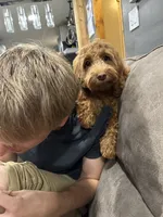 Daisy , a female Cavapoo for sale in Buffalo, NY – 8 of 9