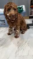 Daisy , a female Cavapoo for sale in Buffalo, NY – 4 of 9