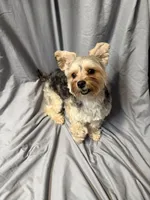 Blaze, a male Yorkshire Terrier for sale in Buffalo, NY – Photo 4 of 4