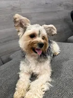 Blaze, a male Yorkshire Terrier for sale in Buffalo, NY – Photo 2 of 4