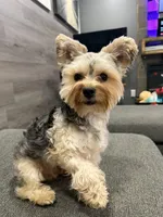 Blaze, a male Yorkshire Terrier for sale in Buffalo, NY – Photo 3 of 4