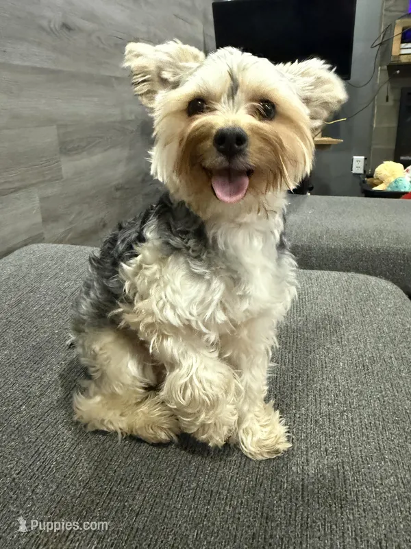 Blaze – Yorkshire Terrier puppy for sale in Buffalo, NY