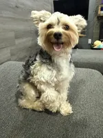 Blaze, a male Yorkshire Terrier for sale in Buffalo, NY – Photo 1 of 4