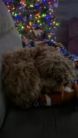 Daisy , a female Cavapoo for sale in Buffalo, NY – 3 of 9