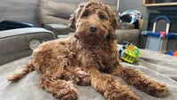 Daisy , a female Cavapoo for sale in Buffalo, NY – 1 of 9