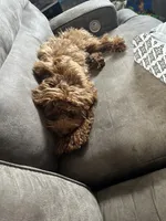 Daisy , a female Cavapoo for sale in Buffalo, NY – 9 of 9