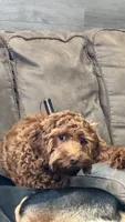 Daisy , a female Cavapoo for sale in Buffalo, NY – 2 of 9
