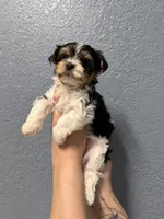 Rex , a male Yorkshire Terrier for sale in Buffalo, NY – Photo 2 of 4