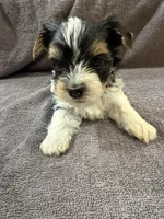 Rex , a male Yorkshire Terrier for sale in Buffalo, NY – Photo 4 of 4