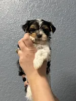 Rex , a male Yorkshire Terrier for sale in Buffalo, NY – Photo 1 of 4