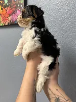 Rex , a male Yorkshire Terrier for sale in Buffalo, NY – Photo 3 of 4