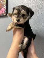 Pheonix, a male Yorkshire Terrier for sale in Buffalo, NY – Photo 2 of 3