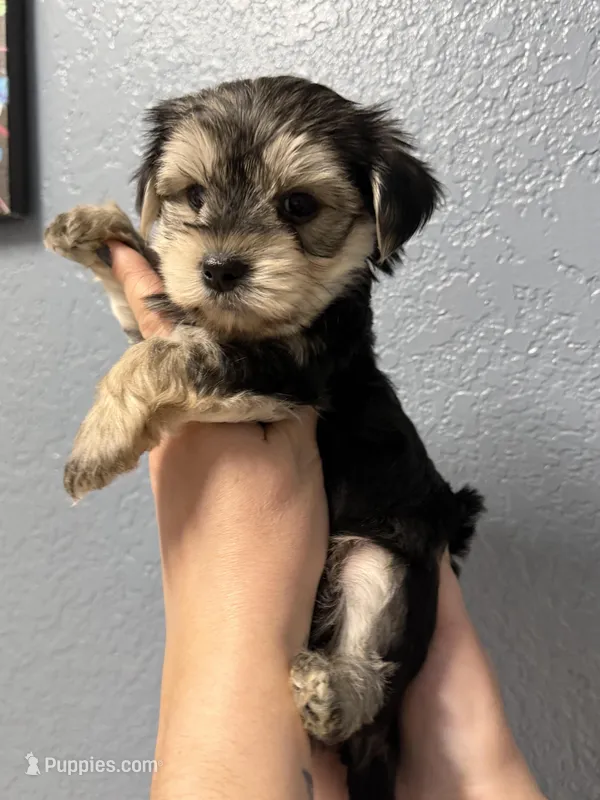 Pheonix – Yorkshire Terrier puppy for sale in Buffalo, NY