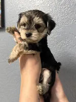 Pheonix, a male Yorkshire Terrier for sale in Buffalo, NY – Photo 1 of 3
