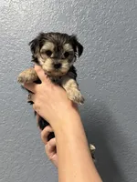 Pheonix, a male Yorkshire Terrier for sale in Buffalo, NY – Photo 3 of 3