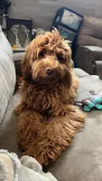 Daisy , a female Cavapoo for sale in Buffalo, NY – 5 of 9