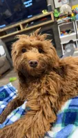 Daisy , a female Cavapoo for sale in Buffalo, NY – 6 of 9