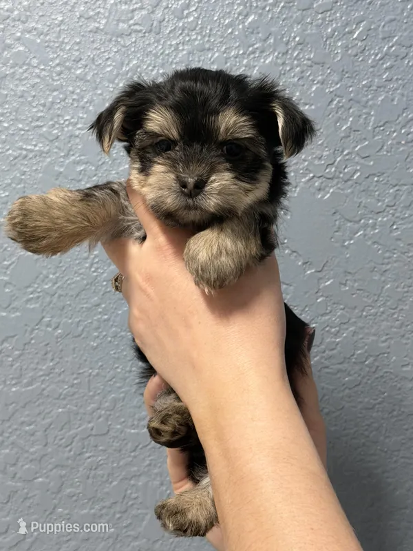 Piper (Runt) – Yorkshire Terrier puppy for sale in Buffalo, NY
