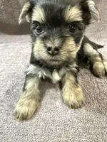 Piper (Runt), a female Yorkshire Terrier for sale in Buffalo, NY – Photo 4 of 4