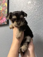 Piper (Runt), a female Yorkshire Terrier for sale in Buffalo, NY – Photo 2 of 4