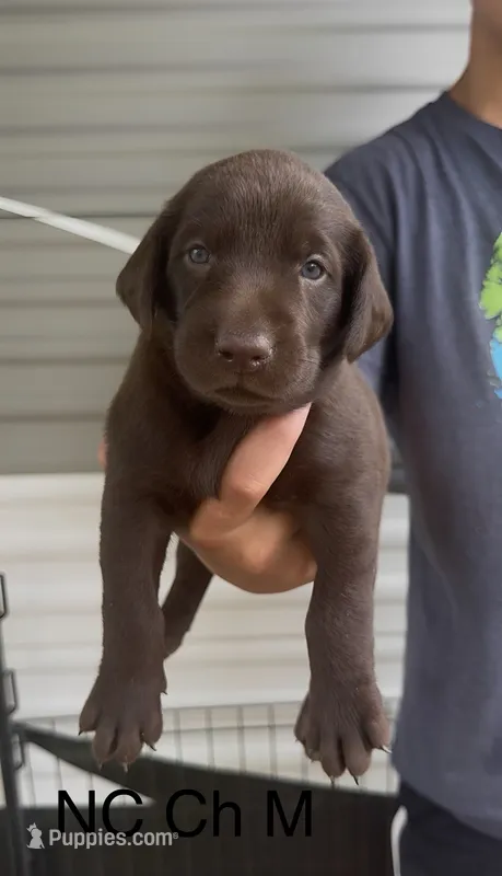 Chocolate M – Labrador Retriever puppy on hold in Topeka, KS