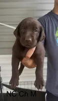 Chocolate M, a male Labrador Retriever for sale in Topeka, KS – 1 of 2