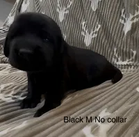Black M, a male Labrador Retriever for sale in Topeka, KS – 2 of 3