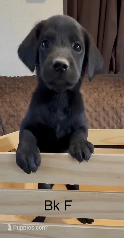 Black Female – Labrador Retriever puppy for sale in Topeka, KS
