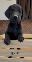 Black Female, a female Labrador Retriever for sale in Topeka, KS – 2 of 6